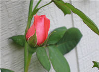 Angel Face climbing rose